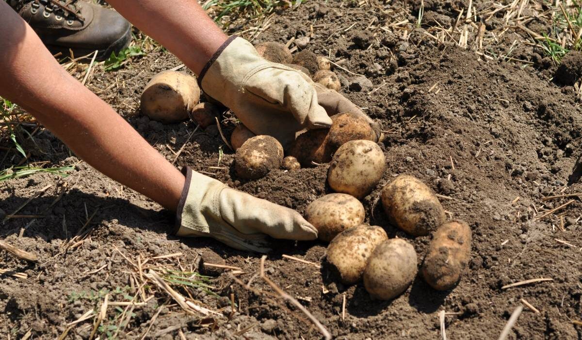 Идея из интернета