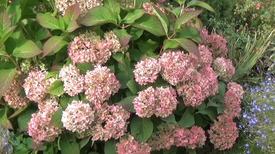 Укрываю крупнолистную гортензию 3 способами с октября. Забыл про пустые кусты без единого цветка