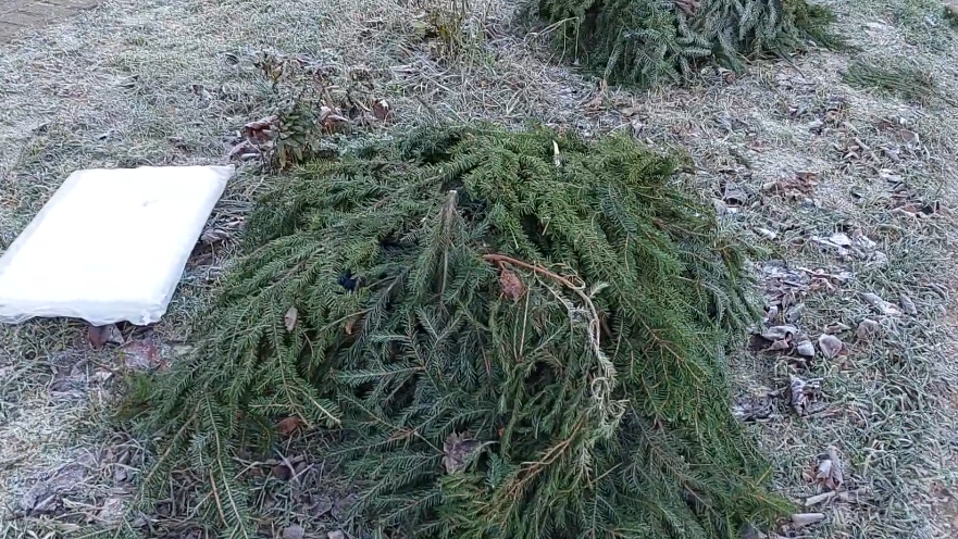 Главная проблема лапника - он не защищает от перепадов температур. 