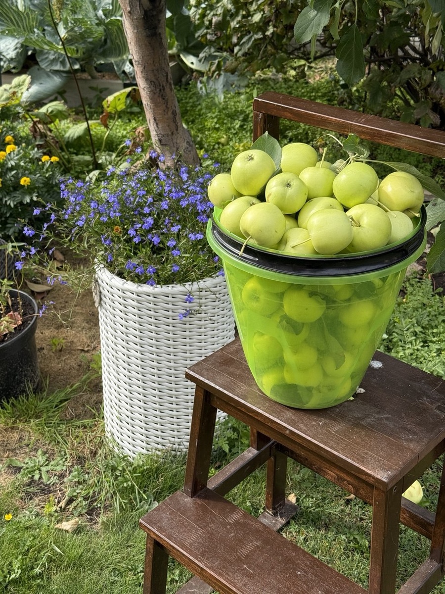 Урожай яблок. Сорт Белая Исеть