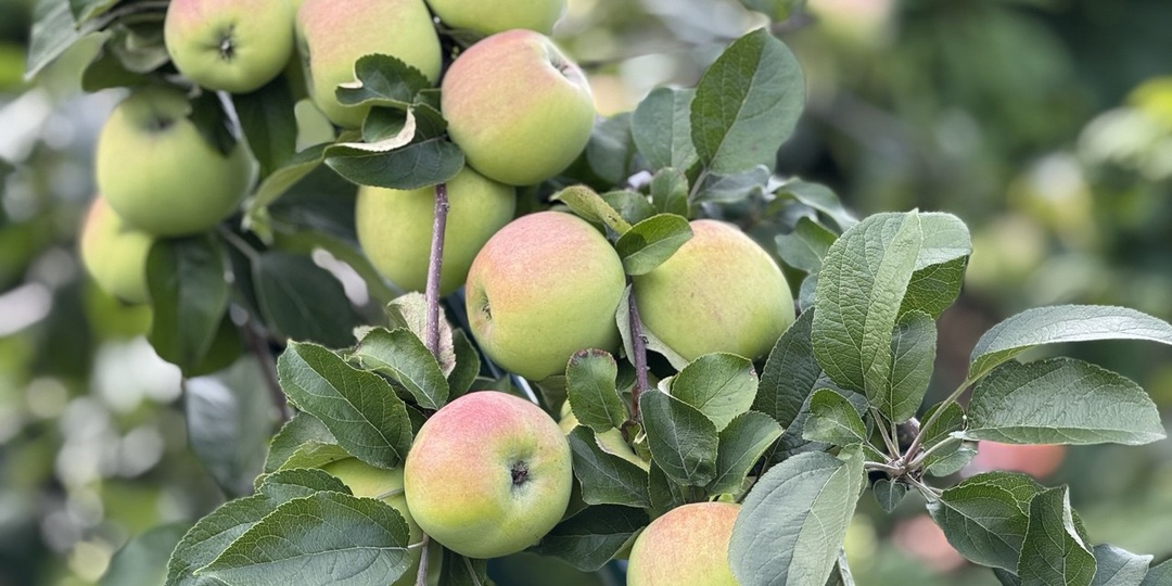 Как заготовить яблоки на зиму: 7 способов для летних и зимних сортов