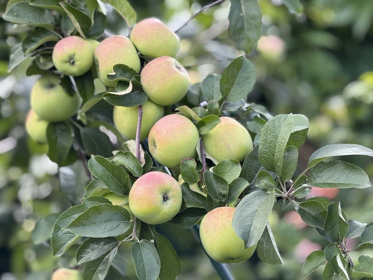 Яблоки зимнего срока созревания. Сорт Орловский Синап