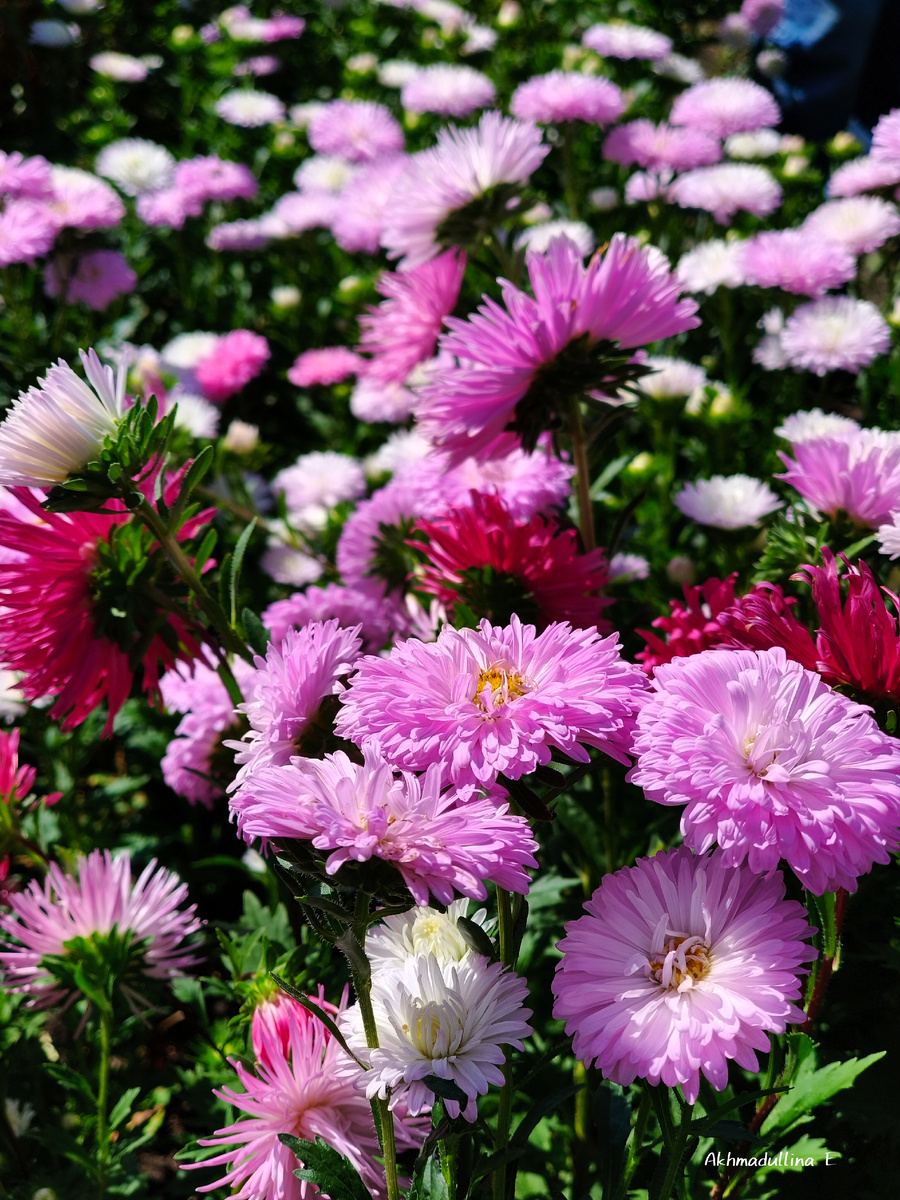 Полный огород красоты этой у моей мамы. С такими шикарными букетами я всегда ходила на 1 сентября.