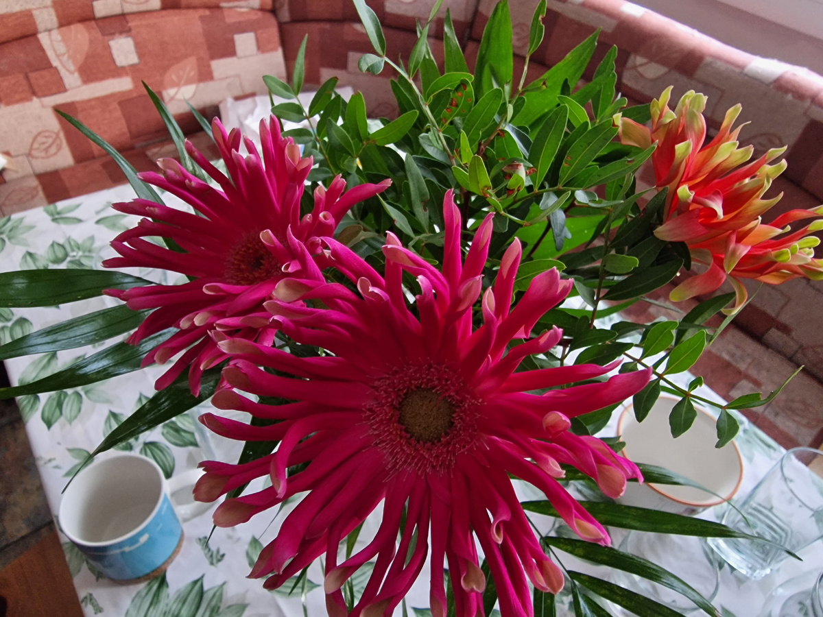 астры младшего)