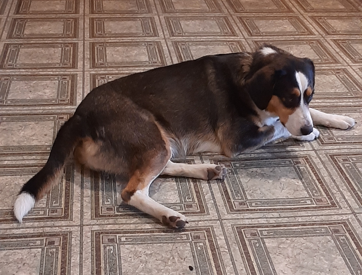 Наша Чапа любимая