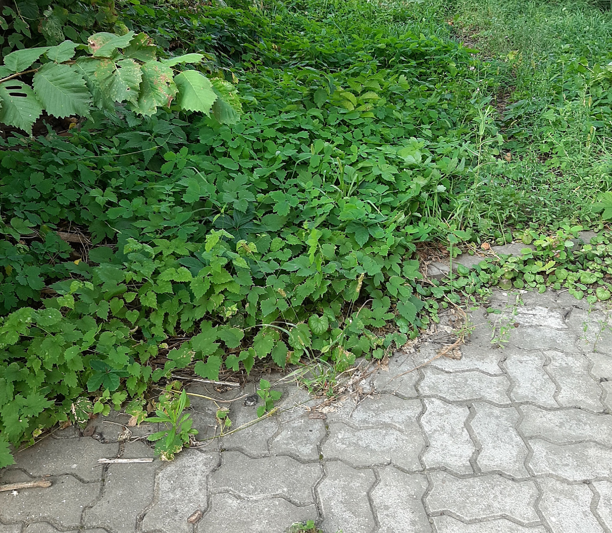 ПО такой плитке хочется поползать некоторым товарищам