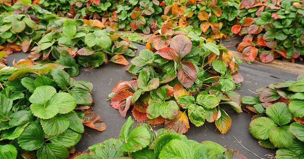 Осенняя подкормка клубники: лучшие удобрения для сладких ягод