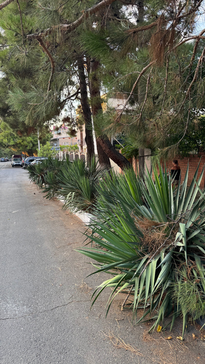 Юкка в Геленджике на улице 