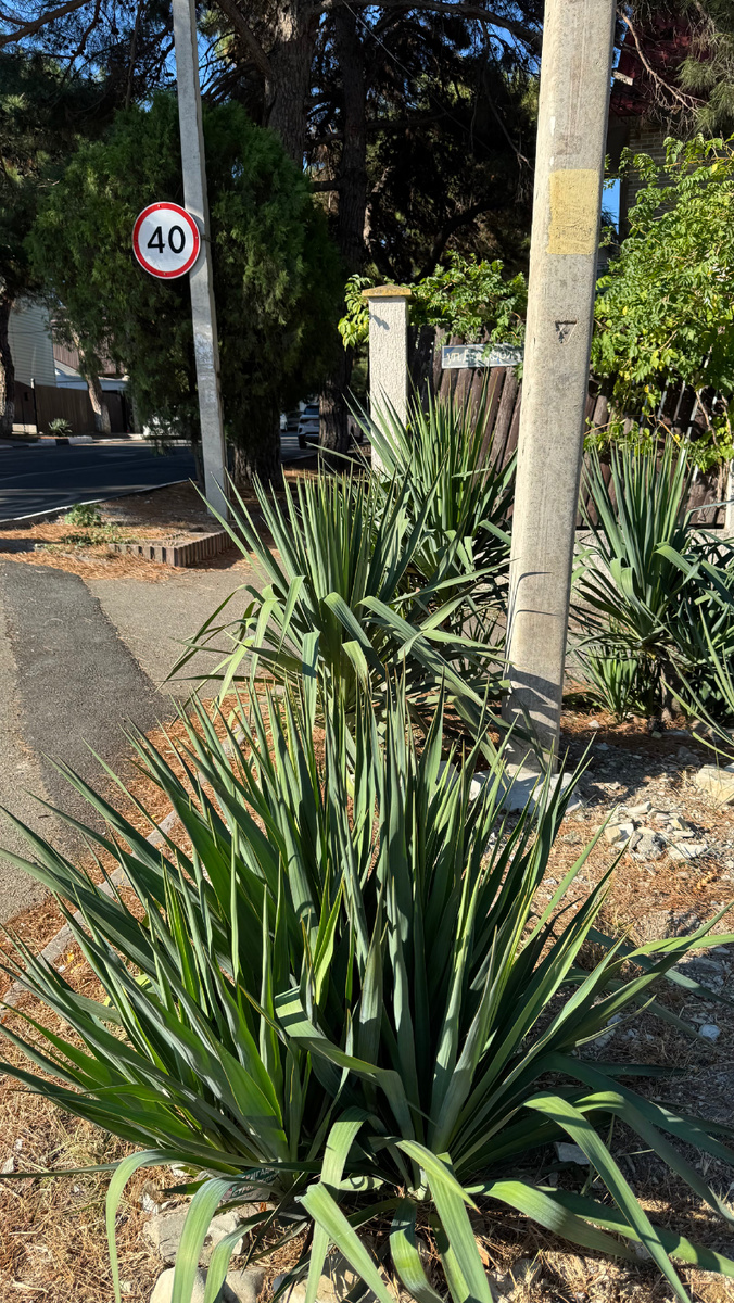 Юкка в Геленджике на улице . Обратите внимание как она разрастается!