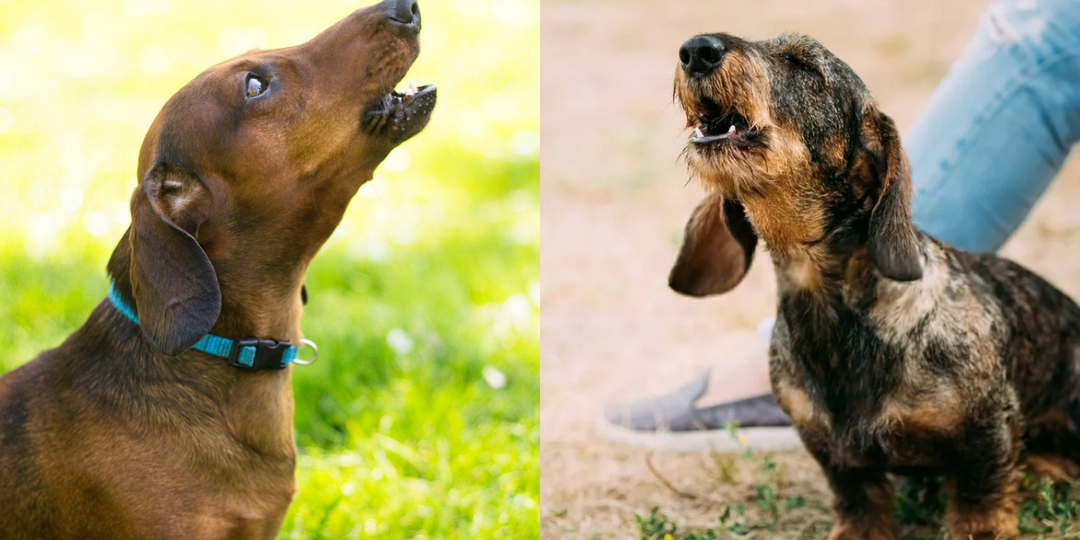 Хлебом не корми, дай повыть: 7 самых воющих собак