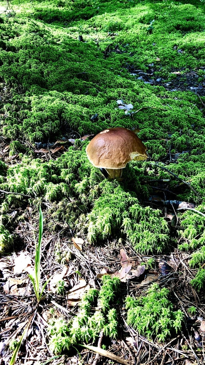 Красавец белый гриб сосновый