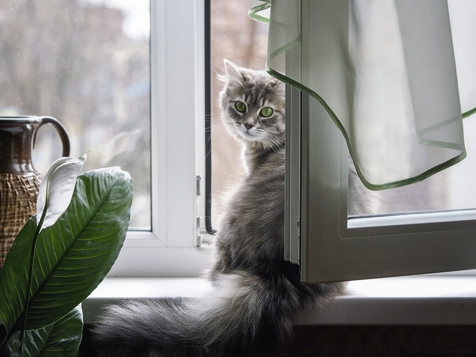 Денвер обожает виды большого города.