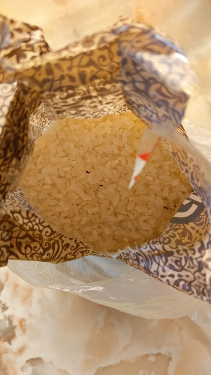 фото автора: если приглядеться, жуков там много, кишит все