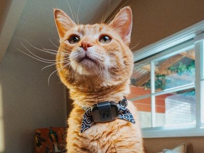    Представлен Fi Mini: GPS-маячок для животных с функциями фитнес-трекера