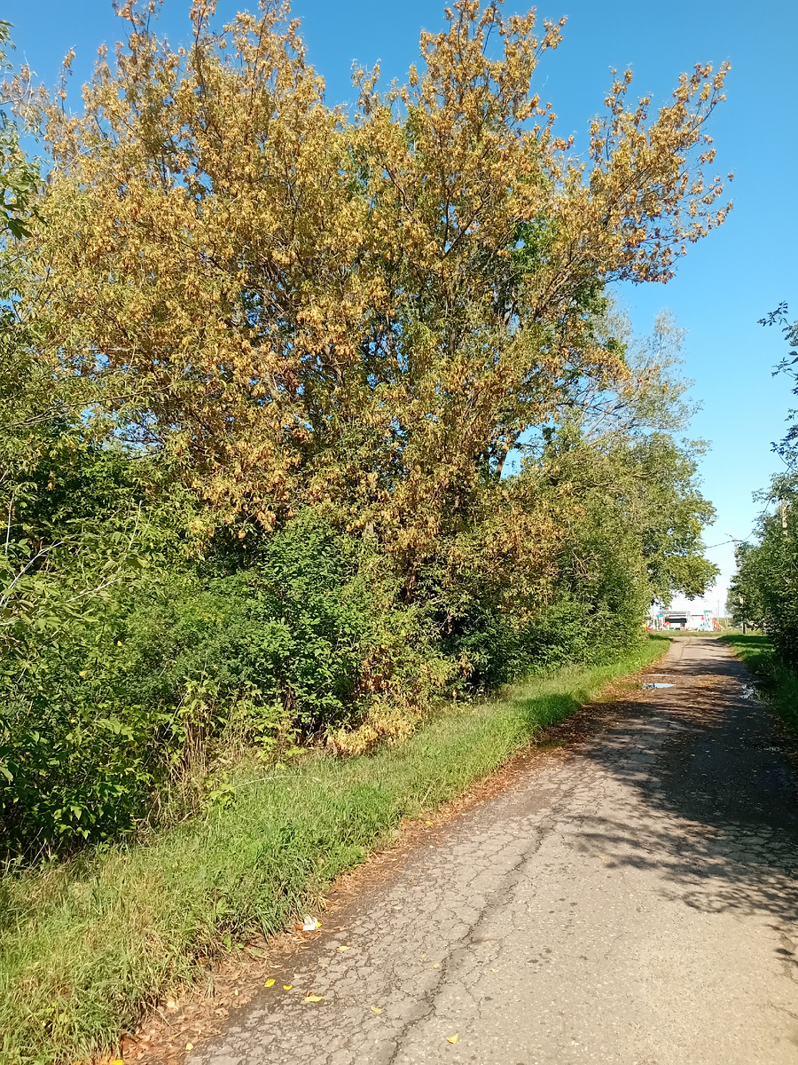 Первые признаки осени...