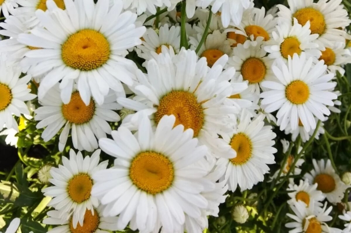    Семья из Барнаула победила во всероссийском конкурсе «Семья года»