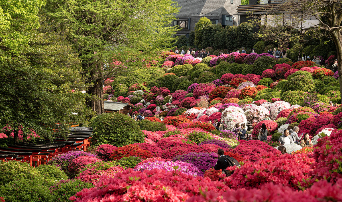 Храм Нэдзу, основанный в VIII веке, с традиционными красными воротами под названием тории и прекрасными азалиями.Фото: Sanne Dost / Shutterstock.com
