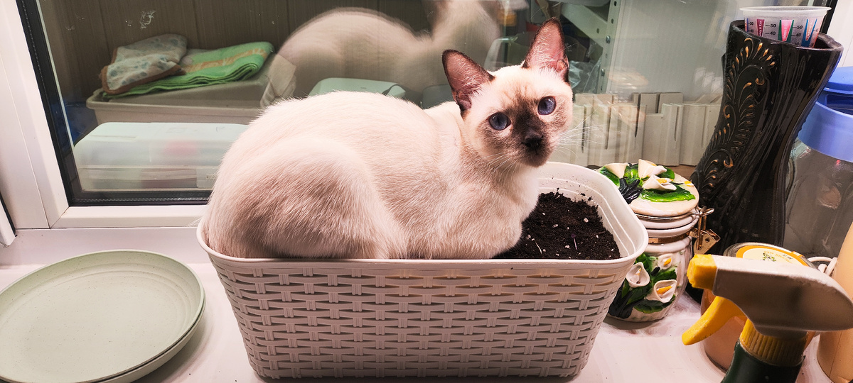 Тоша Луняш главный цветочек