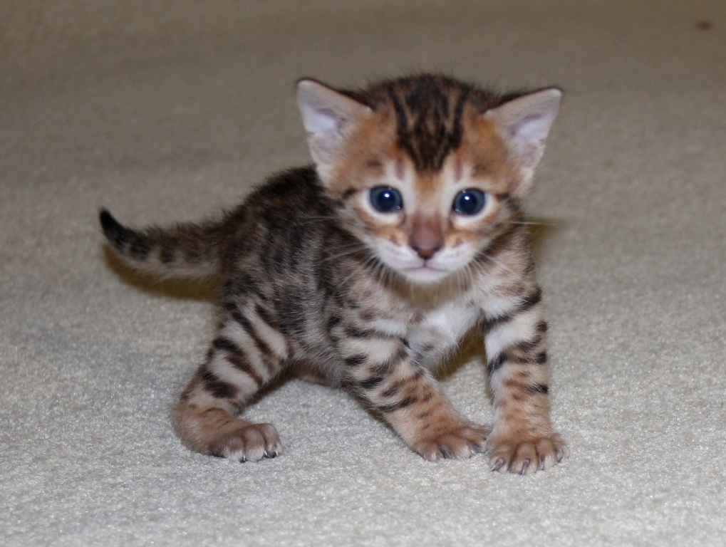 бенгальские котята