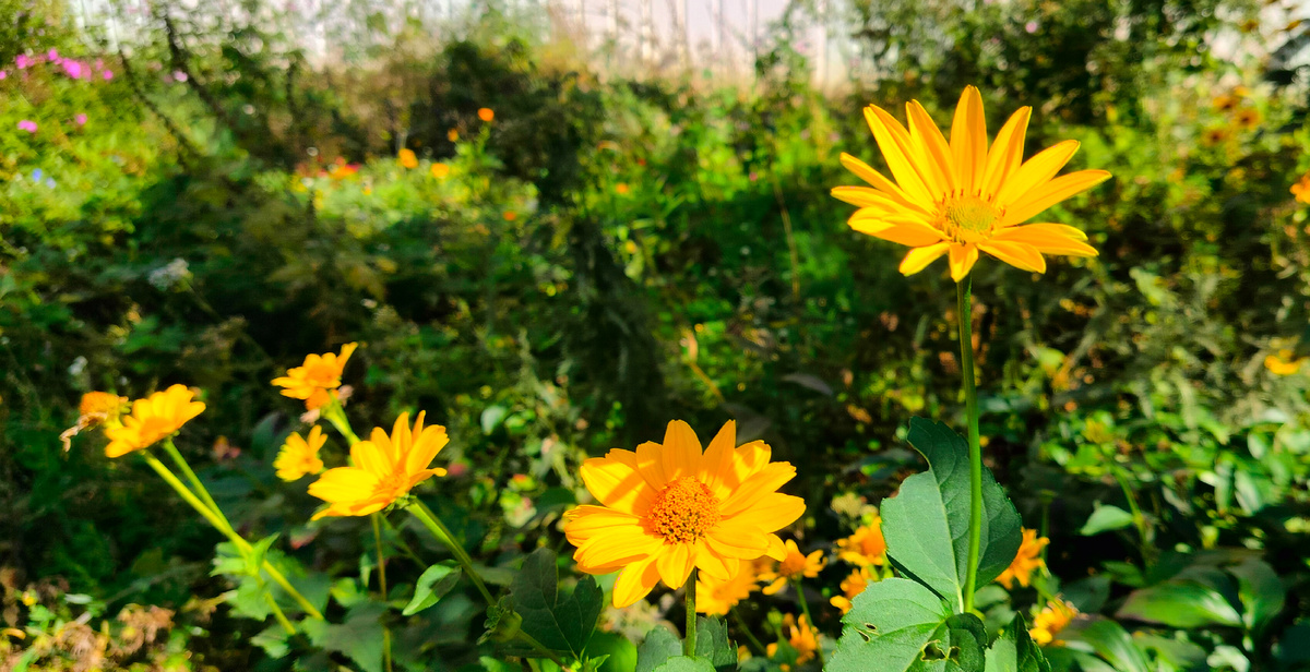 Любовь — это самое лучшее и самое худшее, что есть в мире.
«Габриэла, гвоздика и корица», Жоржи Амаду