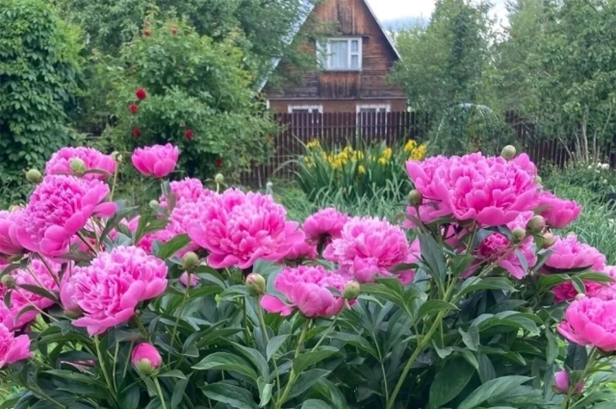    Существует несколько способов размножения пионов, но наиболее эффективным считается деление. Делят пионы не чаще, чем один раз в семь-десять лет.