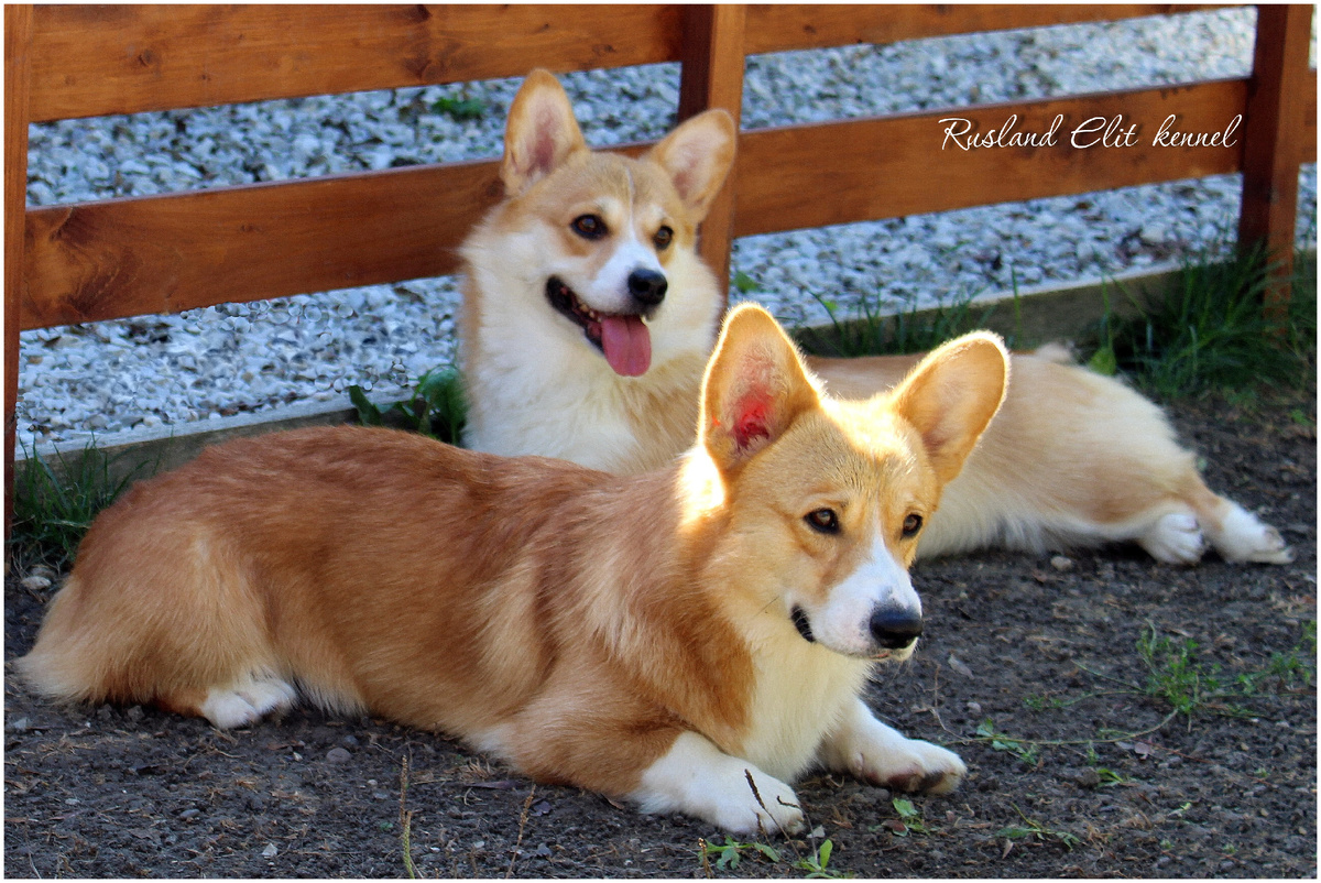 На фото вельш корги пемброк питомника RUSLAND ELIT https://vk.com/id587998024