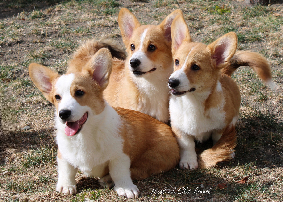 На фото литер "G" вельш корги пемброк питомника RUSLAND ELIT https://vk.com/id587998024