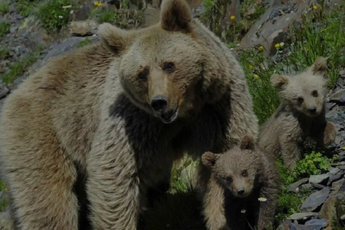    В Кавказском заповеднике подвели итоги учета численности бурого медведя
