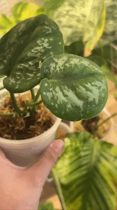 Вот например мой Батикон активно растит листики.