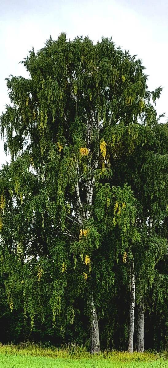 Первая желтизна.