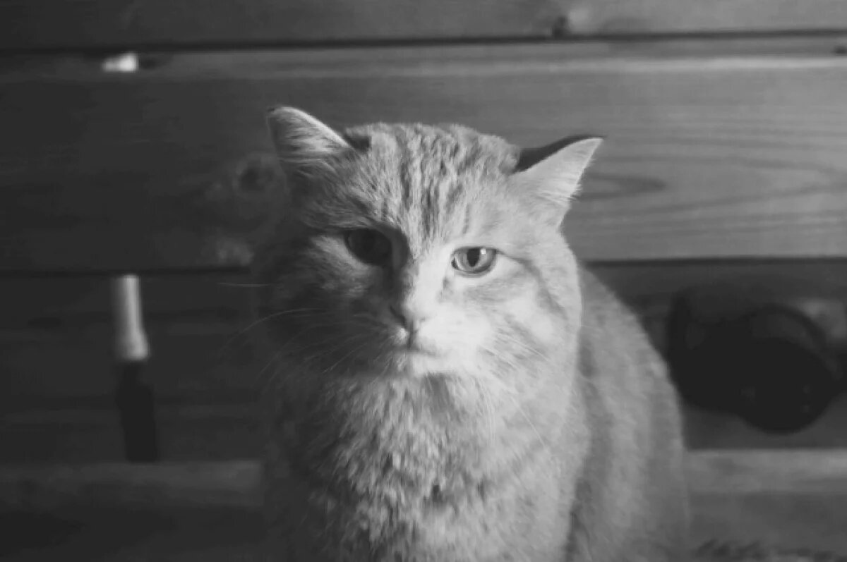    Умер любимец туристов, рыжий кот Василий Курумович, живший на Таганае