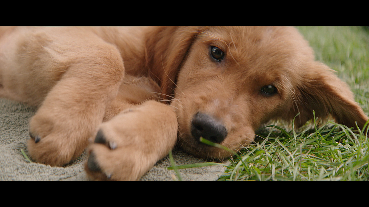 Кадр из фильма Собачья жизнь (2017)