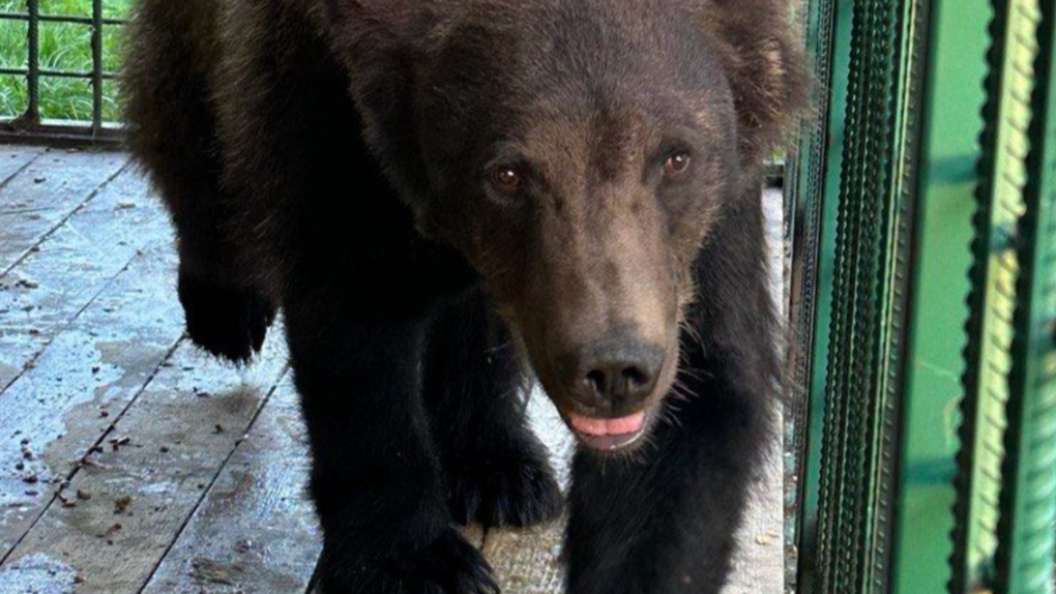    Фото: ВКонтакте/Ивановский фонд "Легенда"