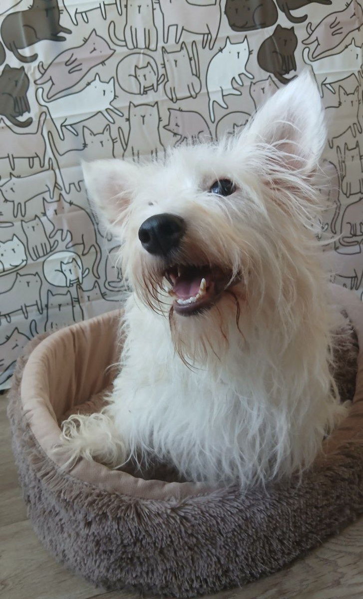 Очаровательная шалунья Зайка, сначала попала в Ананду, теперь живет в Теремке