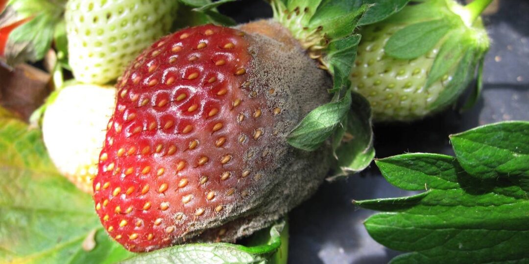 Лечение почвы после серой гнили клубники в сентябре: как не помочь грибку пережить зиму