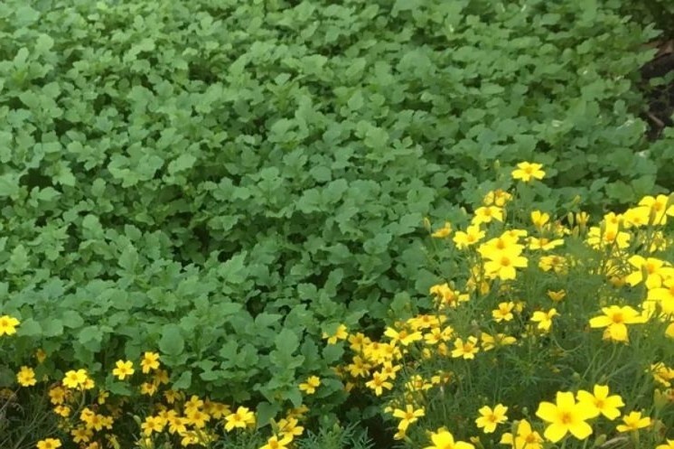 Горчица и тонколистные бархатцы — два простых сидерата после картошки