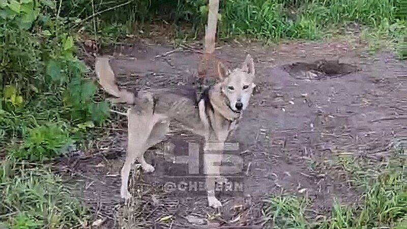     Та самая собака, которой нужна помощь Телеграм-канал «Черное и Белое»