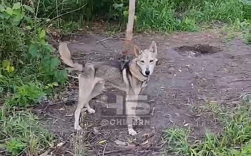 В Барнауле собаку держат на привязи и морят голодом
