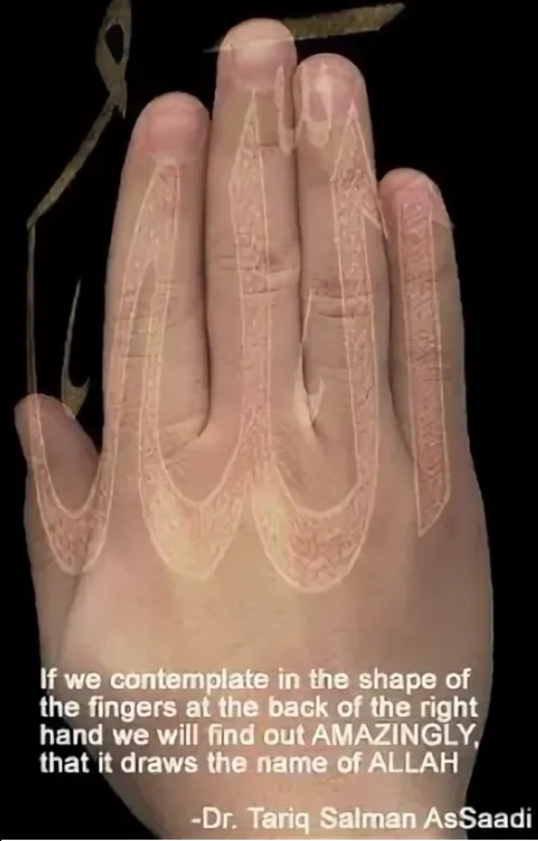 Если мы посмотрим на форму пальцев на тыльной стороне правой руки, то мы с удивлением обнаружим, что там нарисовано имя АЛЛАХ.                                                                               
Доктор Тарик Салман Ас Саади. (Кстати, мало кто знает, что первые христиане говорили на староарамейском языке и на этом языке Бог - Эллах, на иврите - Иллах, а на арабском - Аллах. Надеюсь я помог вам почувствовать схожесть этих слов и понять, что наш Бог - Он Один!        
С уважением, автор)