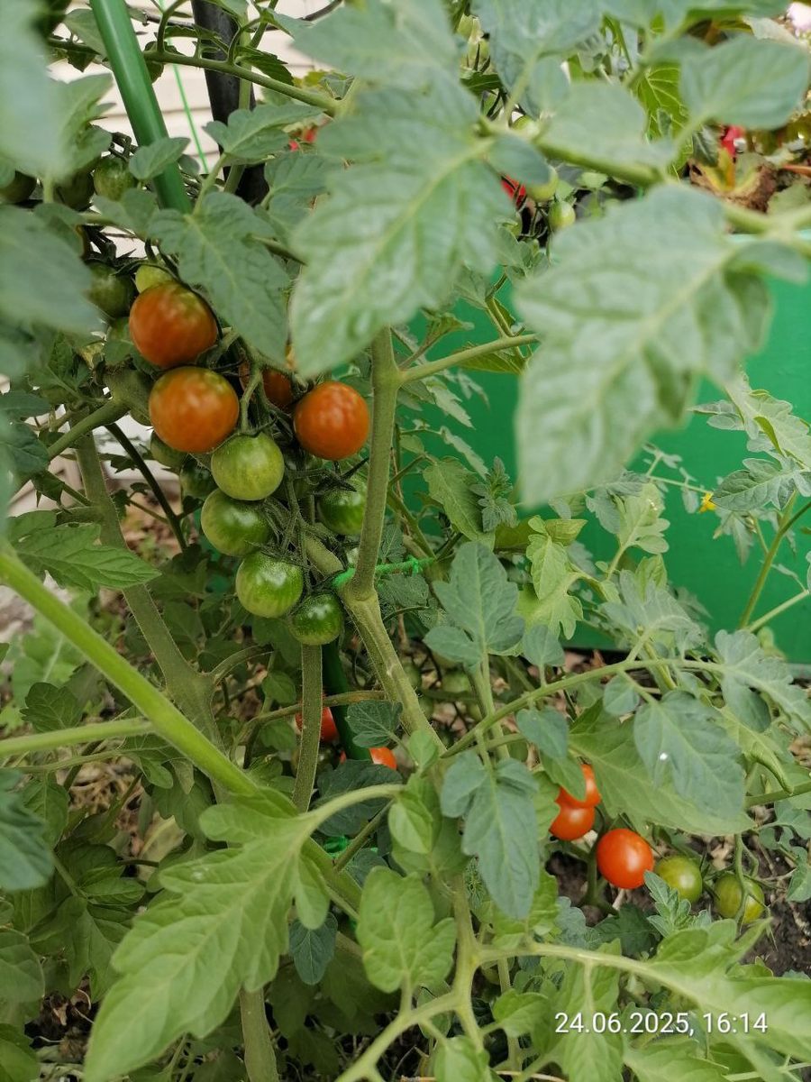 Черри высокорослый Киш-Миш, фото автора от 24 июня