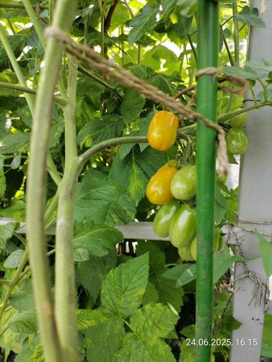 Черри Оранжевый фонтан тоже начали зреть в последней декаде июня, фото автора 