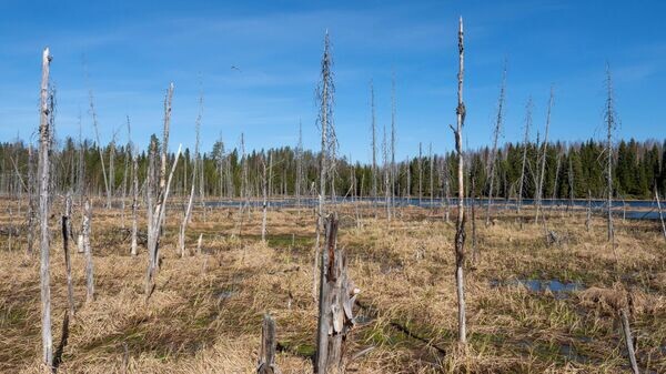    © Sputnik / Игорь Подгорный