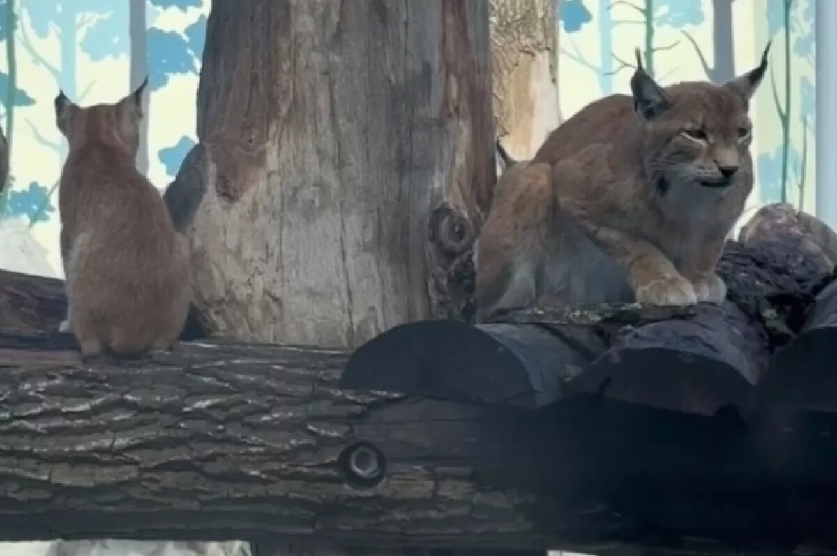    Семья рысей воссоединилась на территории нового Пермского зоопарка