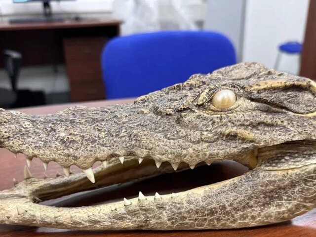    Фото: телеграм-канал "ФТС России | ProТаможню"