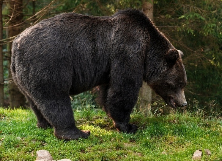 В лесах Омской области бурый медведь изодрал охотника с собаками