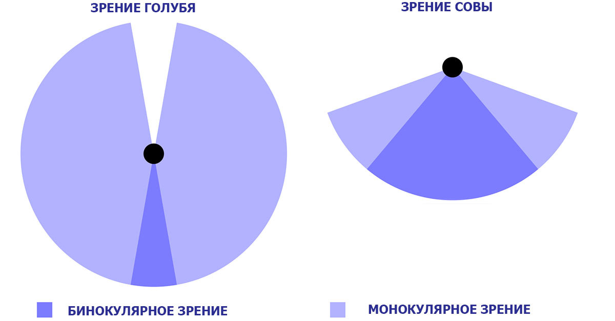 Голубю важнее вовремя заметить угрозу, чем точно оценить расстояние до неё.