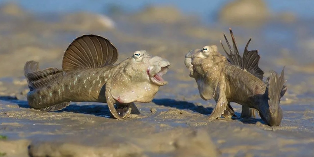 Удивительная рыба, которая умеет ходить по суше! Илистый Прыгун