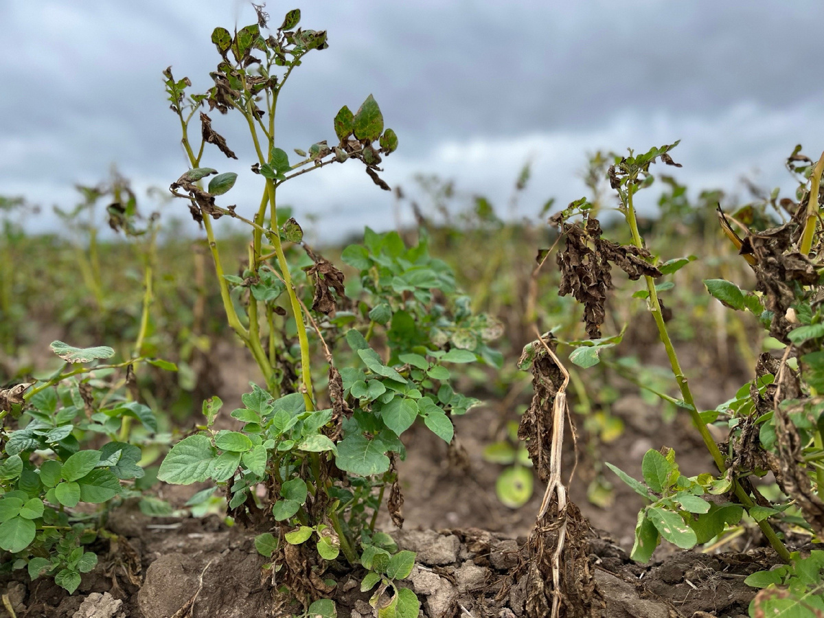 Важно, чтобы перед уборкой ботва картофеля была полностью высохшей. Фото: gatchina-news.ru