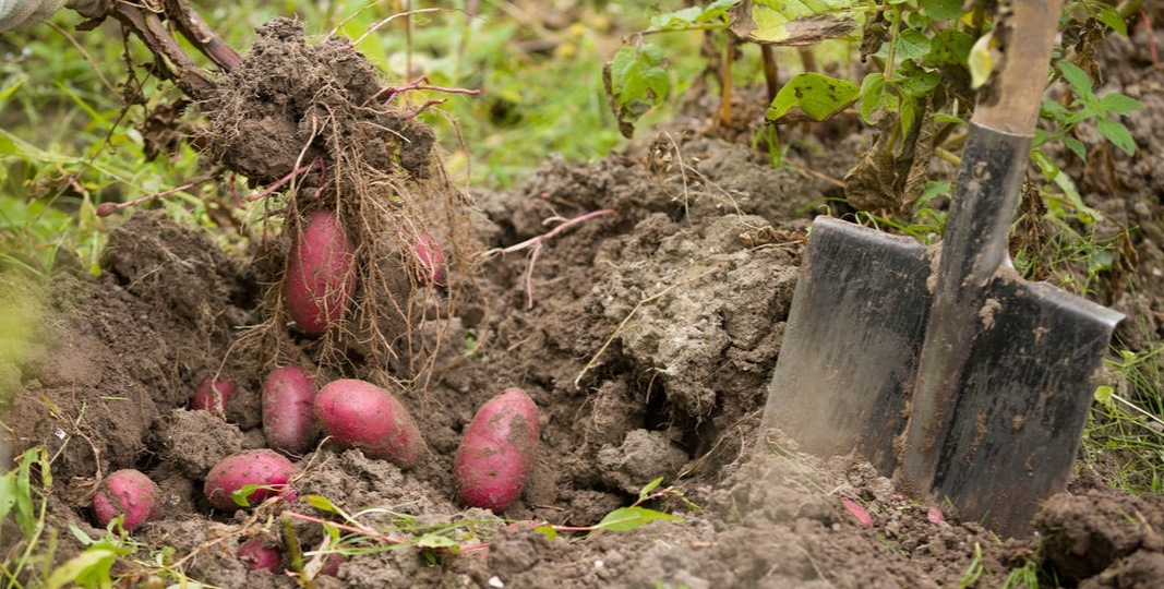 Как правильно выкопать картофель, чтобы клубни хорошо хранились зимой