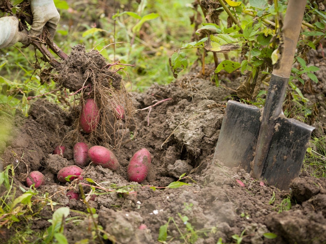 Фото: na-dache.pro